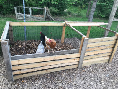 Dear Mother: Chicken Coop Compost Image